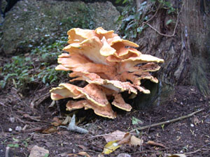 A splendid bracket fungus aamong Yew trees